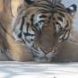 21. TIGER 2..jpg